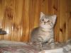 Шотландский котик